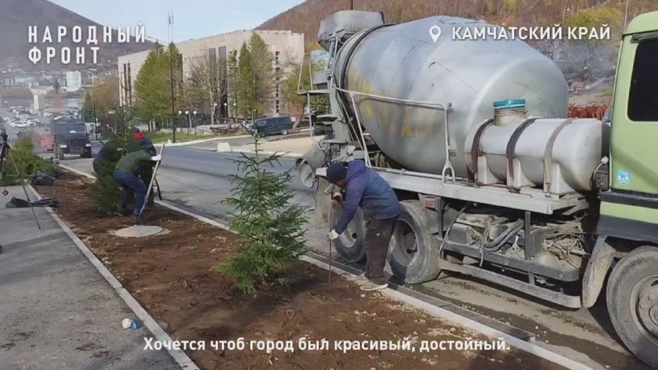 Аянские ели высадили вдоль Ленинской