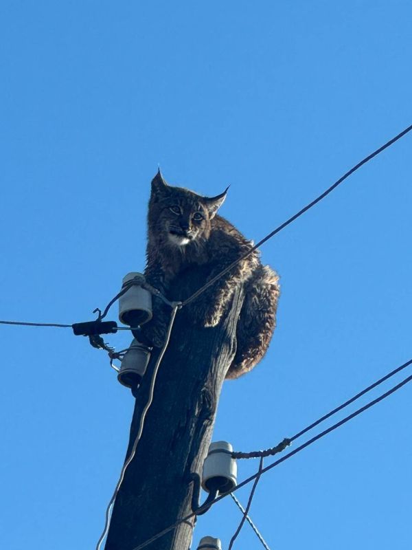 #неунас. Забайкалье Рысь забралась на столб и не могла слезть: хищника пришлось спасать волонтерам
