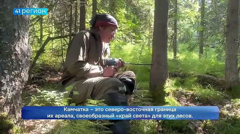 Подсчитали возраст деревьев, сопоставив его с климатическими данными, и спрогнозировали будущее экосистем: группа учёных с Камчатки и сотрудники научных институтов из Москвы обследовали леса полуострова