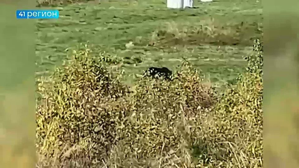 Эксперт: как действовать при встрече медведя в городе • Прямая речь