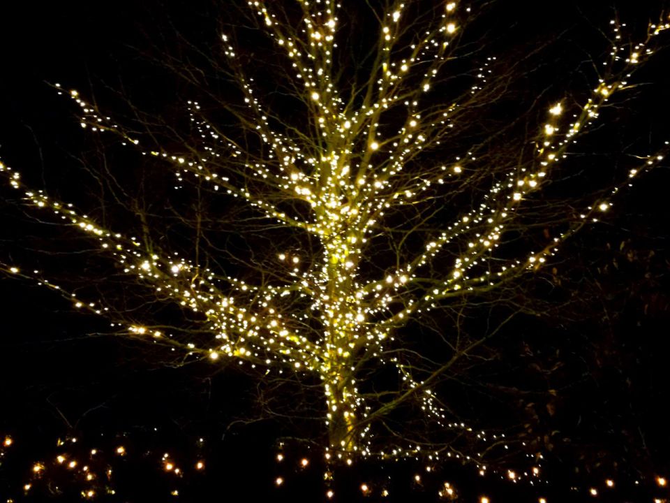 Праздник к нам приходит: светящиеся деревья украсят Петропавловск-Камчатский