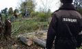 Уголовное дело за вырубку деревьев на собственном участке: неожиданная ситуация на практике