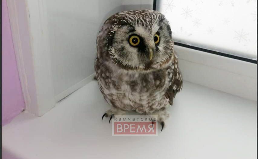 В Петропавловске возле 26 школы горожане подобрали сыча