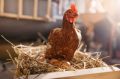 Карантин из-за вспышки птичьего гриппа ввели на Камчатке