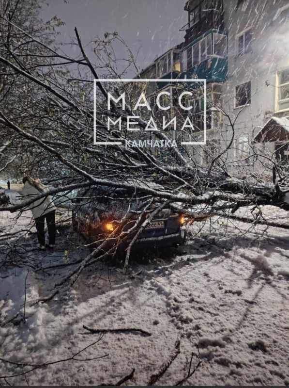 На Пограничной, 18 дерево упало на машину, сообщают жители города