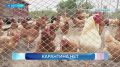 Птичий грипп в посёлке Новый на Камчатке не подтвердился