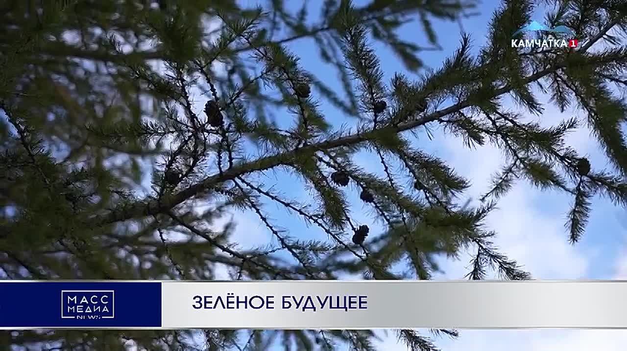 Зелёное будущее. В этом году заготовлено 30 кг семян лесных растений