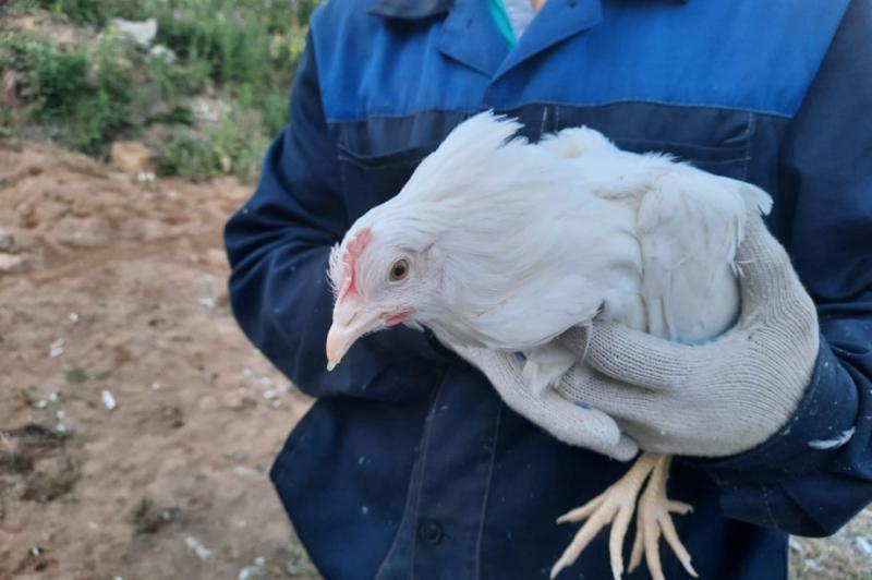 Карантин по птичьему гриппу в Елизовском округе Камчатки снимают