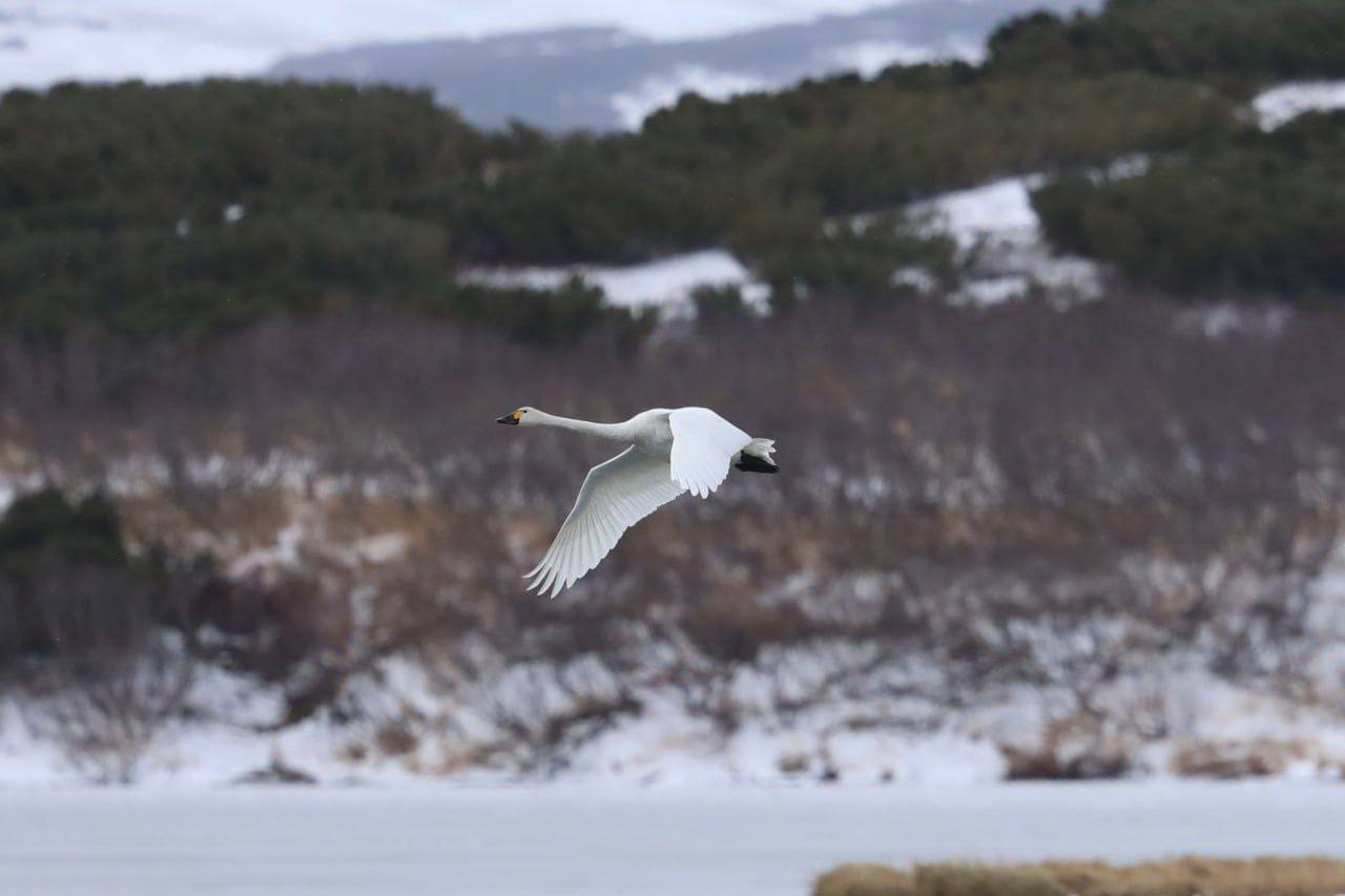 В кратере камчатского вулкана лебеди устроили привал В кратере камчатского вулкана лебеди устроили привал