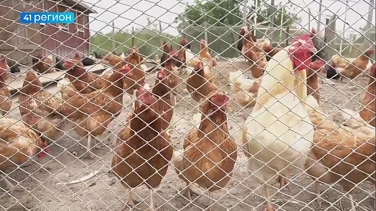 Узнать за 60 секунд. Новости полуострова: