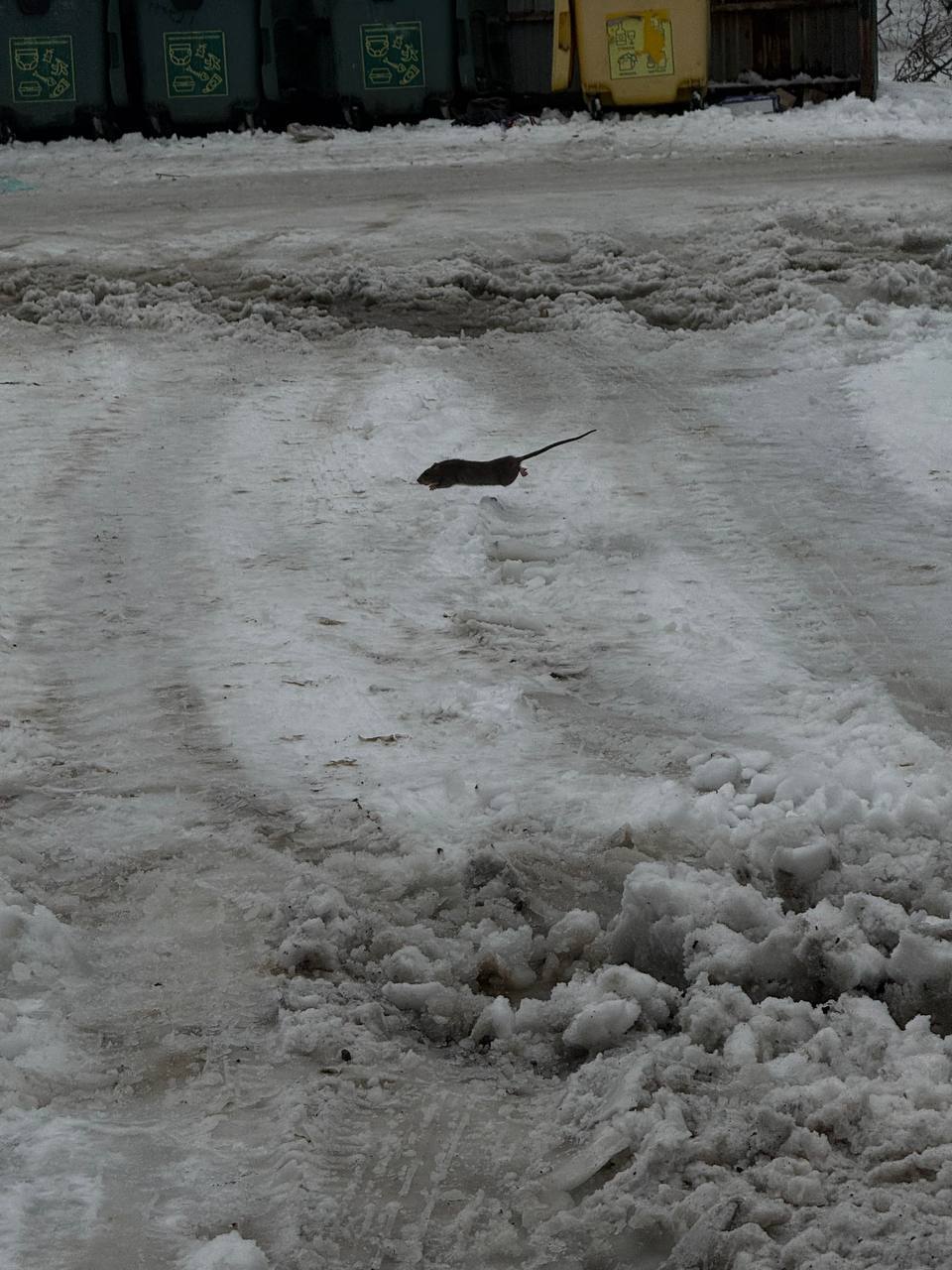 #нампишут:. Здравствуйте! По улице Бохняка 11 каждый день подкармливают голубей и начали заводиться крысы! Была одна, сейчас их две, а две крысы уже расплодят много! Обращение в Роспотребнадзор написано, но пока его... #нампишут:. Здравствуйте! По улице Бохняка 11 каждый день подкармливают голубей и начали заводиться крысы! Была одна, сейчас их две, а две крысы уже расплодят много! Обращение в Роспотребнадзор написано, но пока его...