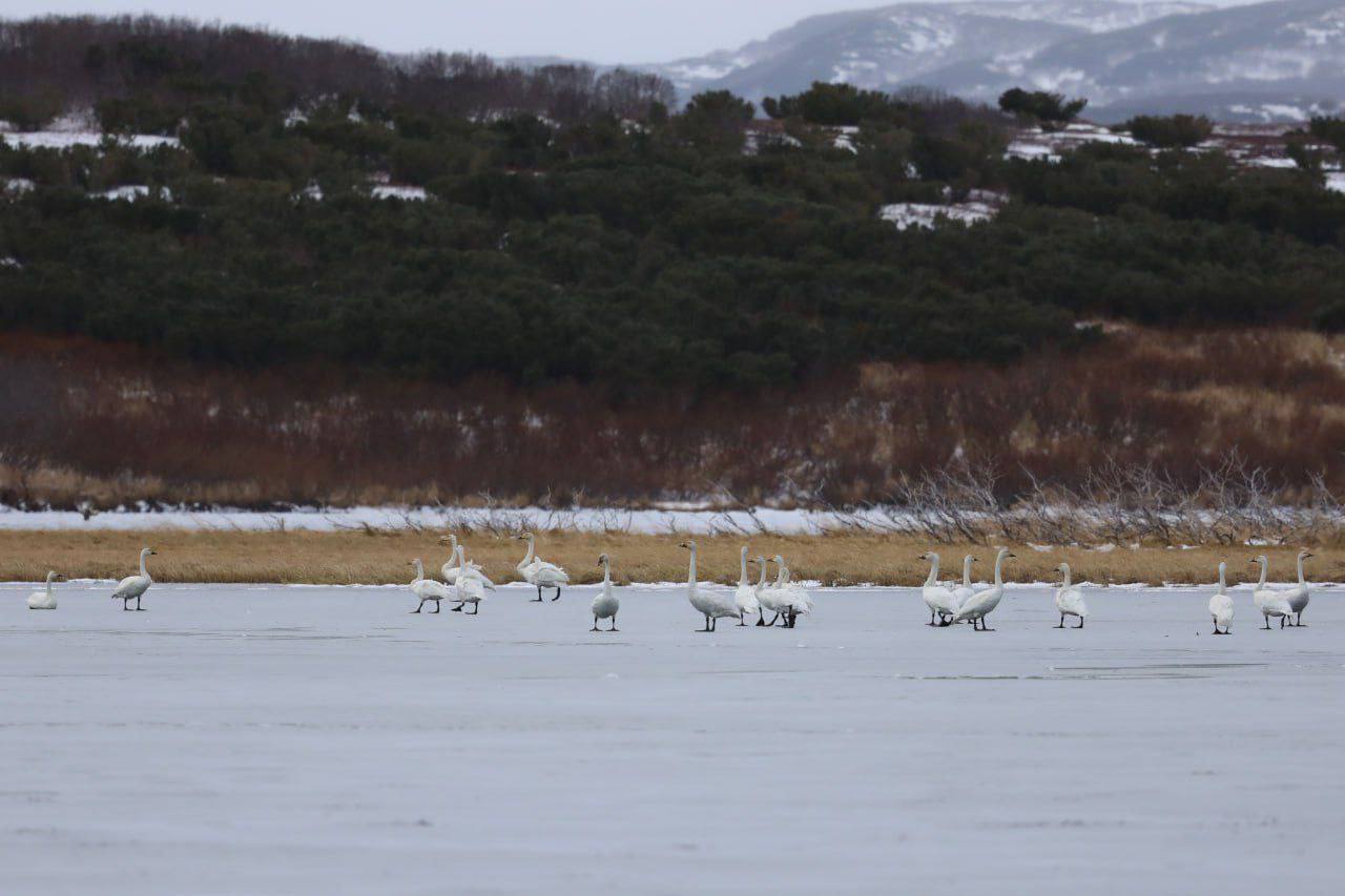 В кратере камчатского вулкана лебеди устроили привал В кратере камчатского вулкана лебеди устроили привал