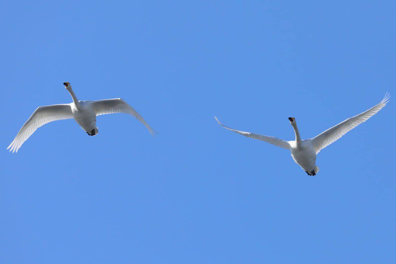 В кратере камчатского вулкана лебеди устроили привал В кратере камчатского вулкана лебеди устроили привал