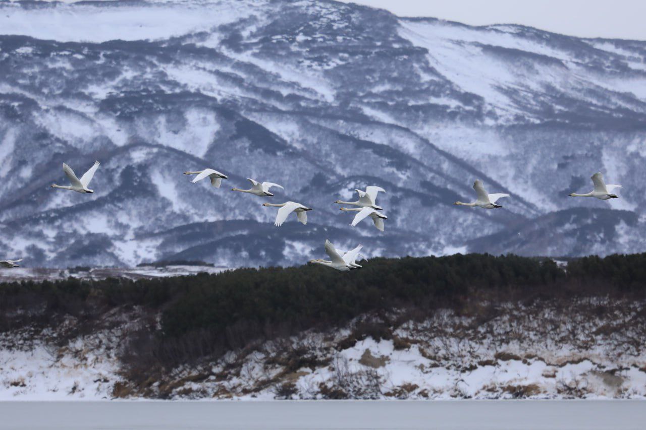 Более 100 краснокнижных лебедей облюбовали озеро в кальдере вулкана Узон