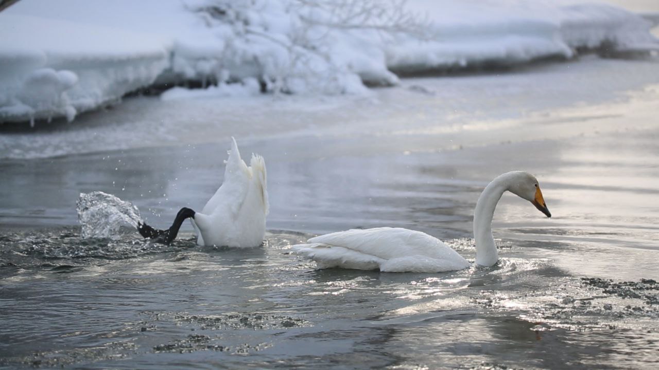 Более 100 краснокнижных лебедей облюбовали озеро в кальдере вулкана Узон Более 100 краснокнижных лебедей облюбовали озеро в кальдере вулкана Узон