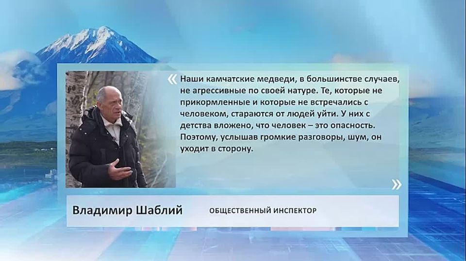 Камчатские медведи в основном не агрессивны