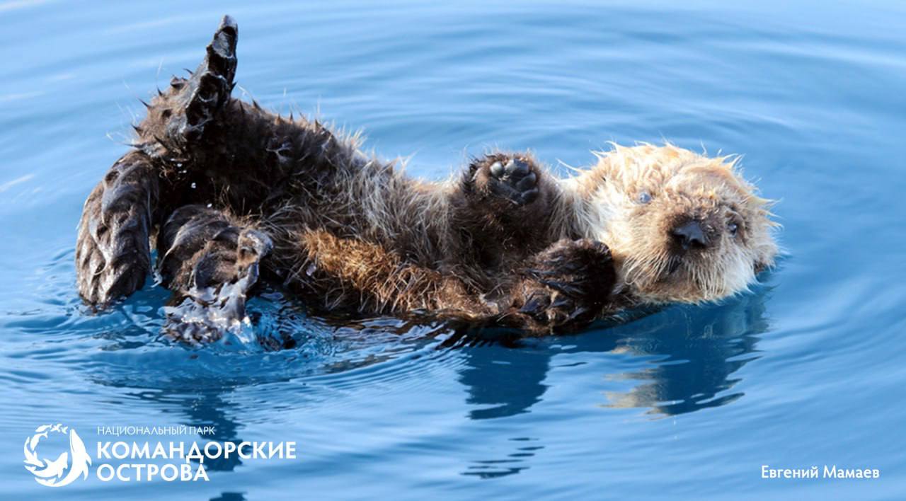 Популяция каланов на острове Медный достигла исторического минимума Популяция каланов на острове Медный достигла исторического минимума