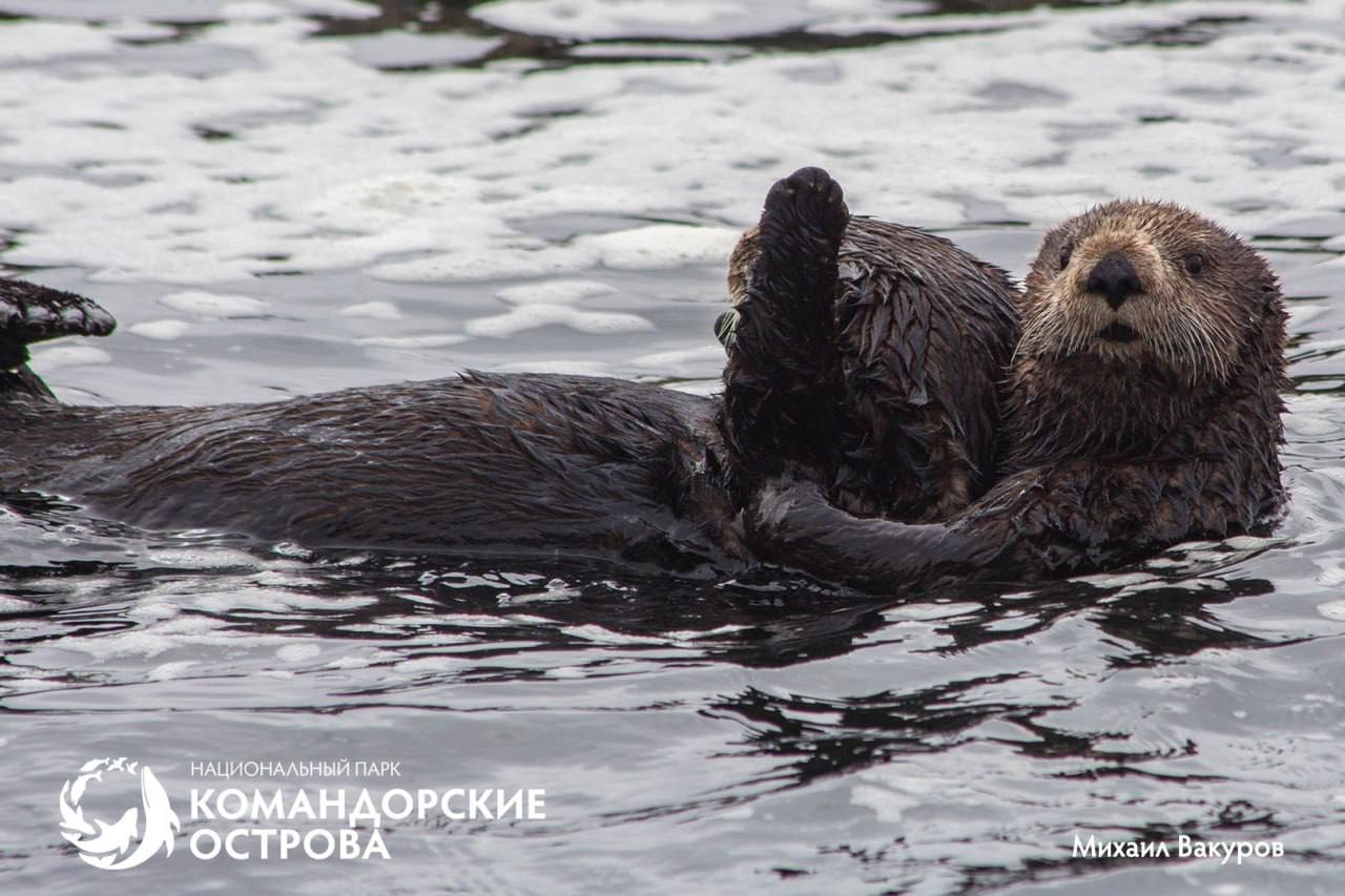 Популяция каланов на острове Медный достигла исторического минимума Популяция каланов на острове Медный достигла исторического минимума
