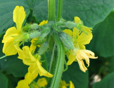 Топ-3 ошибки дачников, которые мешают собрать богатый урожай огурцов