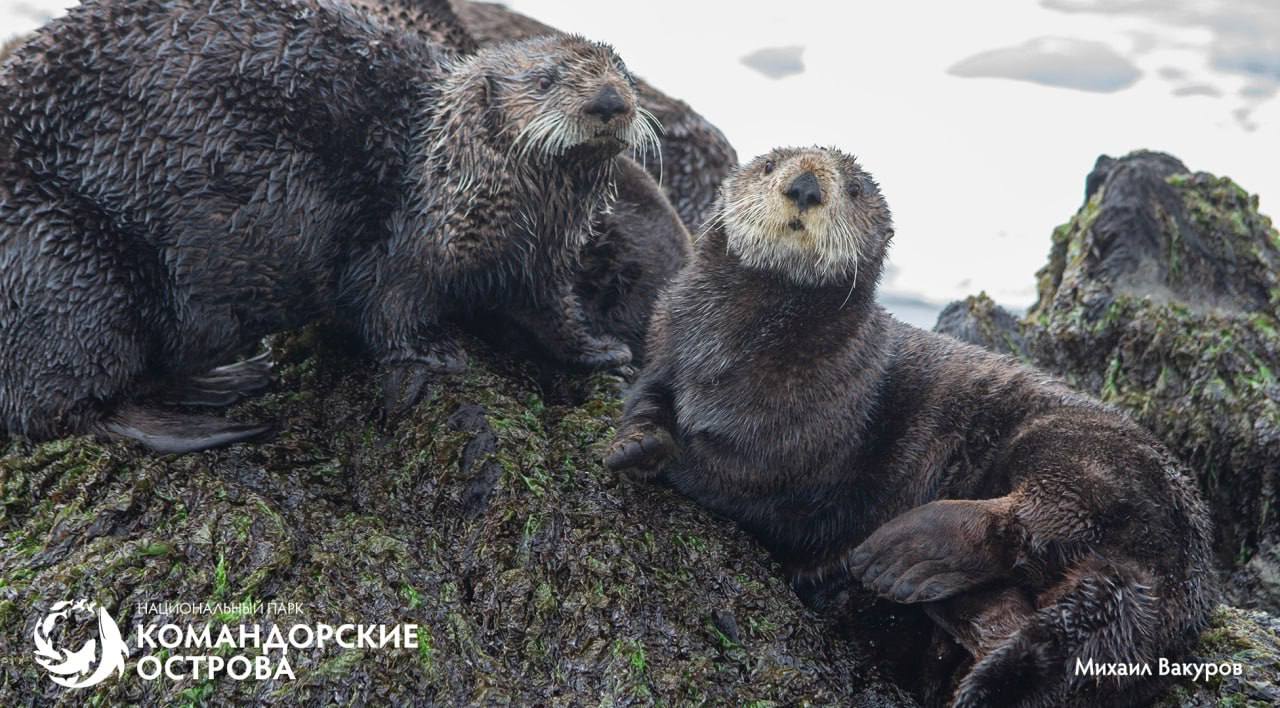 Популяция каланов на острове Медный достигла исторического минимума Популяция каланов на острове Медный достигла исторического минимума