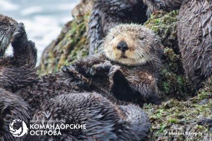 Популяция каланов на острове Медный достигла исторического минимума