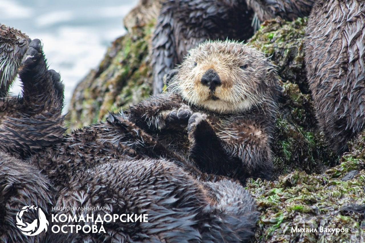 Популяция каланов на острове Медный достигла исторического минимума