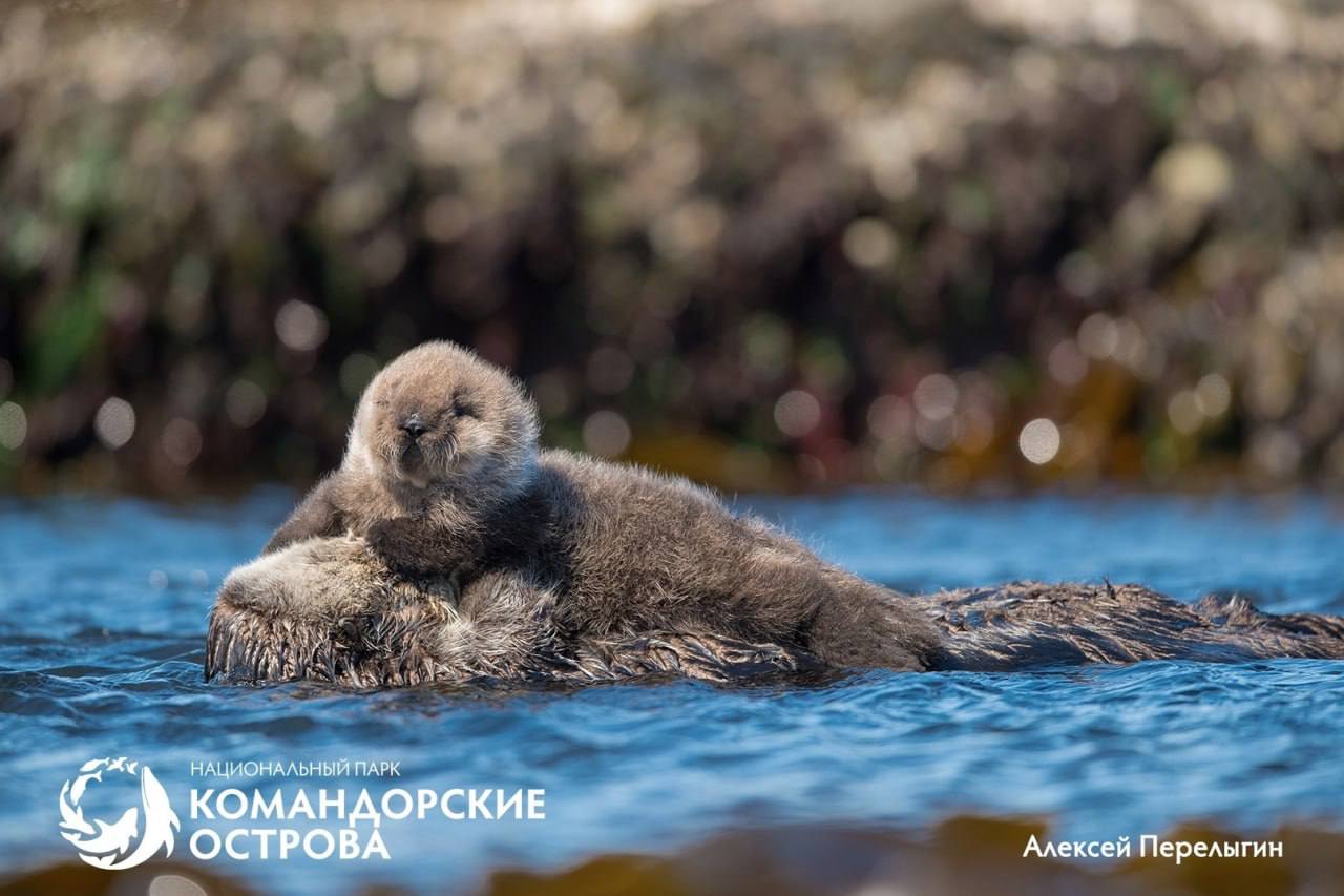 Популяция каланов на острове Медный достигла исторического минимума Популяция каланов на острове Медный достигла исторического минимума