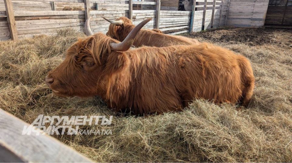 Ферма «Роса»: камчатские предприниматели развивают агротуризм ПетропавловскКамчатский, 2025год