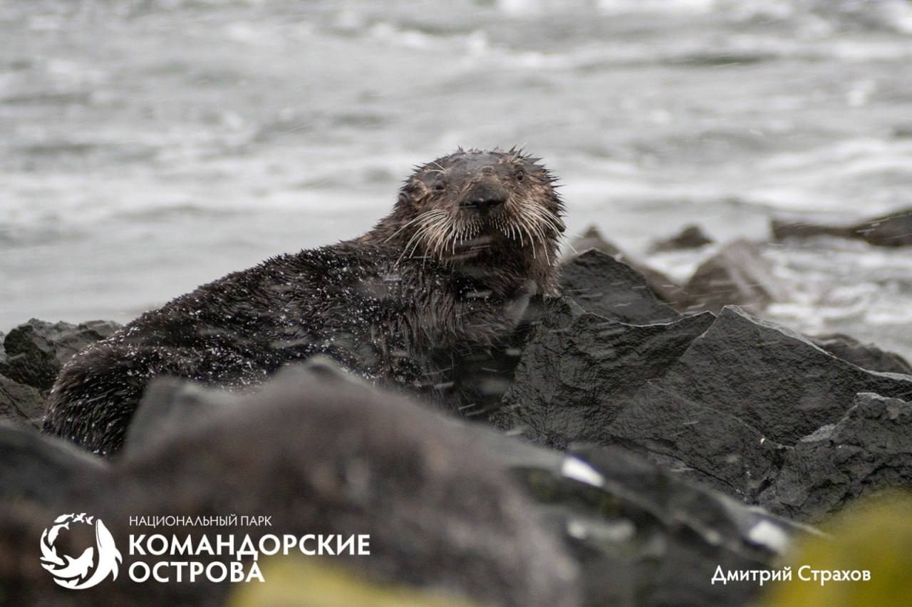 Популяция каланов на острове Медный достигла исторического минимума Популяция каланов на острове Медный достигла исторического минимума