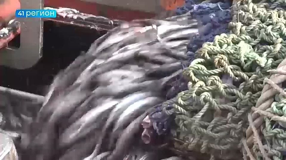 Предложения губернатора Камчатки по развитию рыбной отрасли поддержал президент страны Владимир Путин