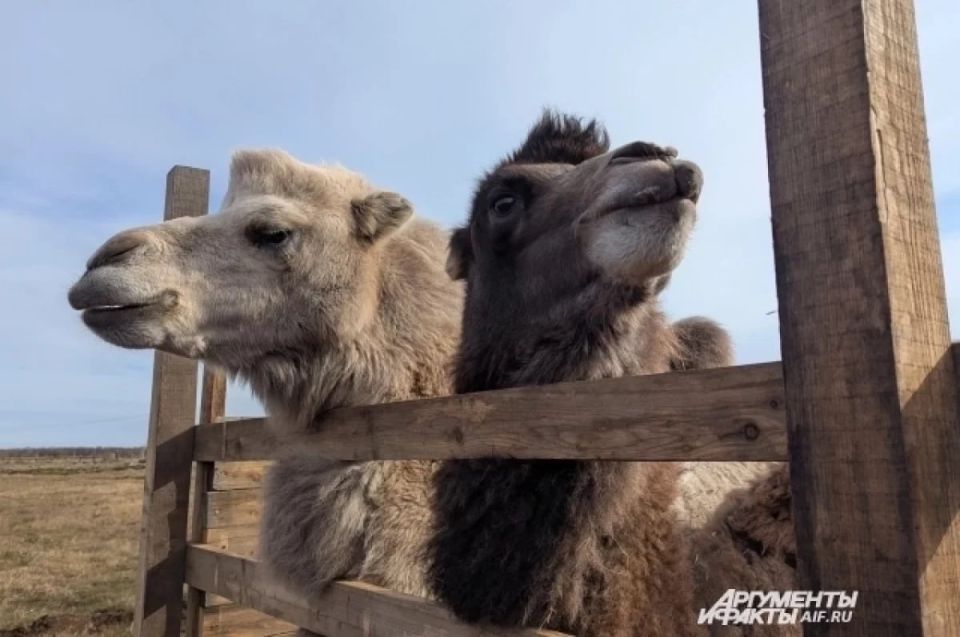Что делают на Камчатке бактрианы?