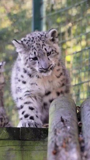 Снежный барс — одна из самых малоизученных диких кошек во всём мире