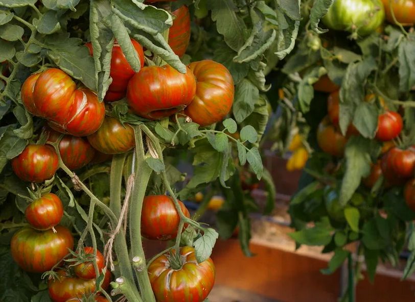 Плодородие без усилий: помидоры сорта "Полосатый шоколад"