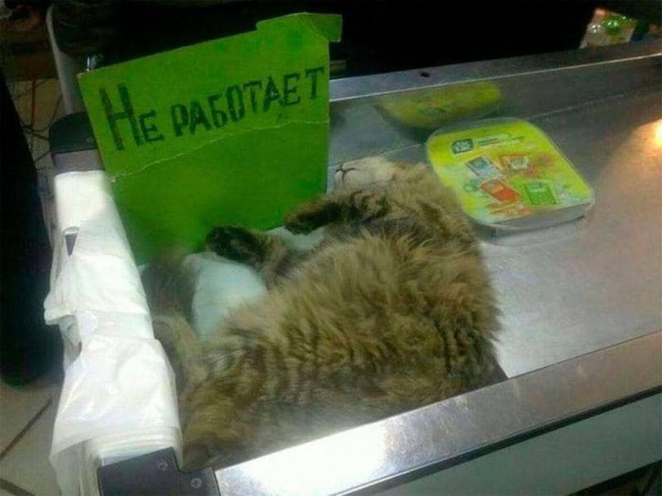 Админ после того как плотно пообедал