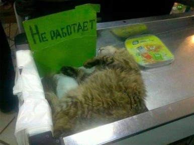 Админ после того как плотно пообедал