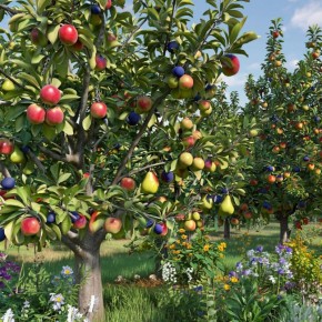 Стрессовое плодоношение: как деревья реагируют на угрозу