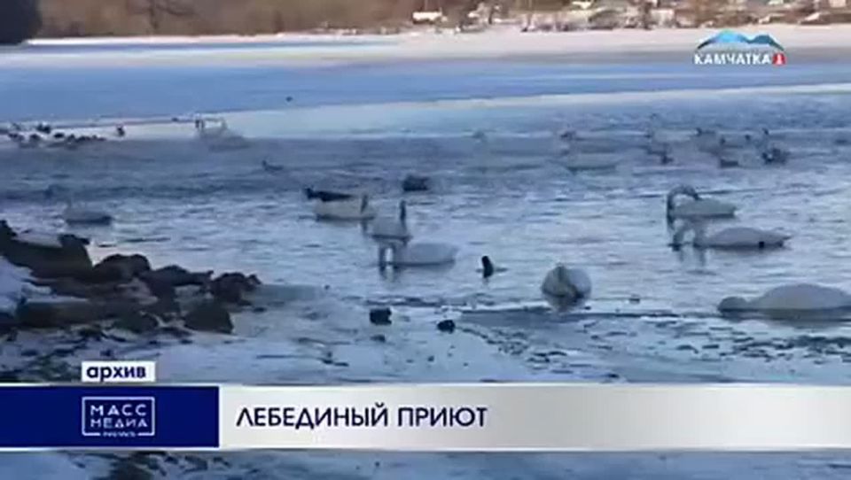 Лебединый приют. Миграцию лебедей сейчас наблюдают в Кроноцком заповеднике