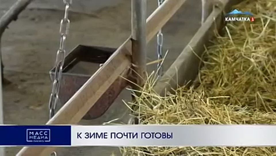 К зиме почти готовы. На ферме в Усть-Камчатске готовятся к зимнему сезону