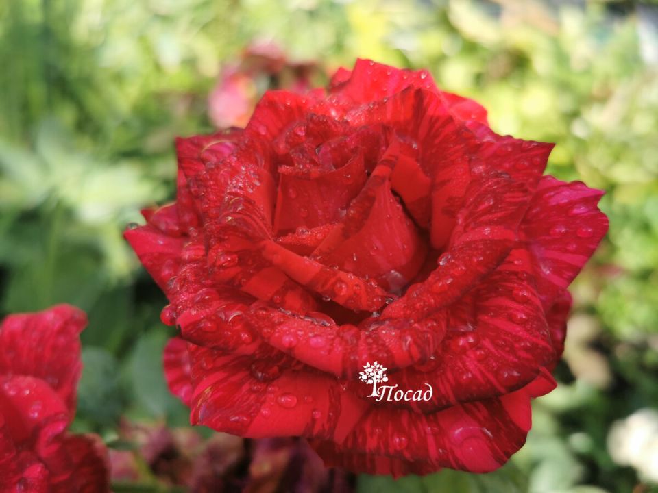 Как создать идеальный розарий: советы опытного садовода