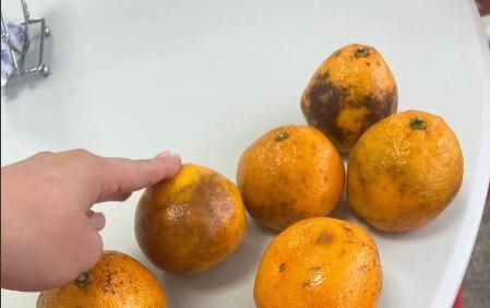 На Камчатке проверят лагерь, где кормили маленькими порциями и испорченными фруктами