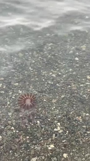 Прибрежная часть Авачинской бухты в Петропавловске-Камчатском загрязнена нефтепродуктами