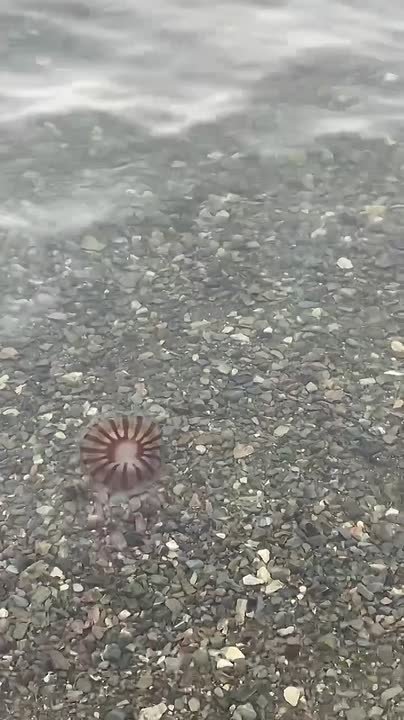 Прибрежная часть Авачинской бухты в Петропавловске-Камчатском загрязнена нефтепродуктами