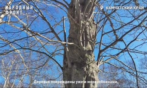 Старые деревья в парке «Электрон» на Камчатке признали опасными для посетителей