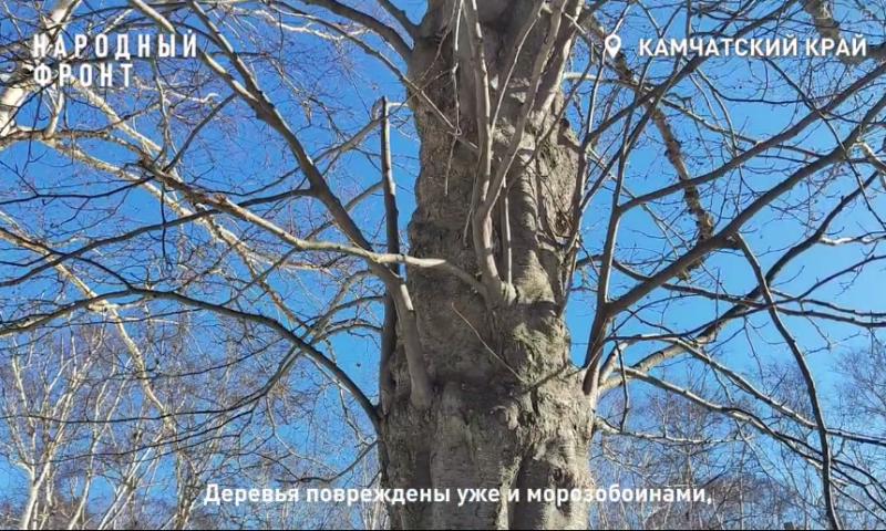 Старые деревья в парке «Электрон» на Камчатке признали опасными для посетителей