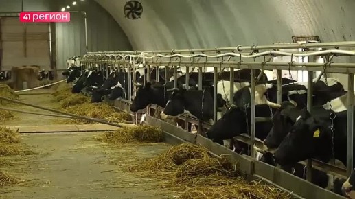 На единственной в Усть-Камчатском округе молочной ферме готовятся к зимовке