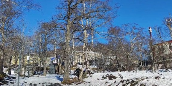 От вредителей и болезней страдают деревьев в парке Электрон