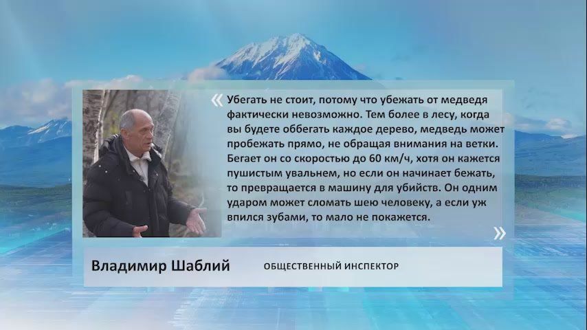 Убегать от медведя не стоит, так как это почти невозможно