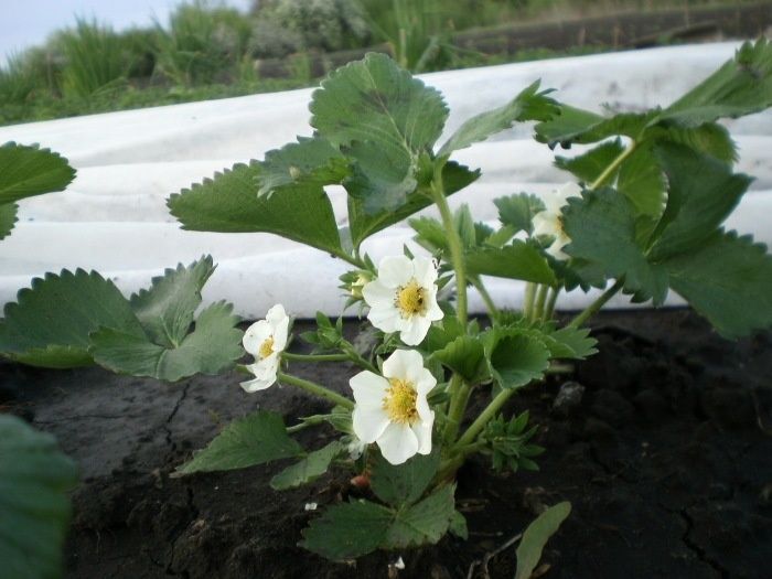 Как сохранить клубнику в морозы: три простых совета