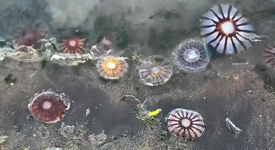 Инспектор Кроноцкого заповедника переехала от медведей к тюленям и медузам