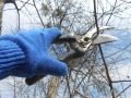 Когда и как правильно обрезать плодовые деревья и кустарники для щедрого урожая